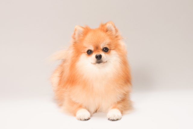 ペット可